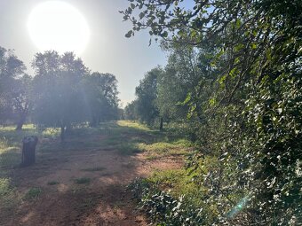 Prodám pozemek na jihu Itálie 10.000m2 59kč/m2 REZERVACE - 7