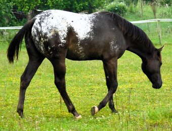 Appaloosa roční klisna - HOMOZYGOT na černou a LP - 7