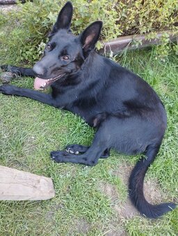 Štěňata německého ovčáka bez PP - 7