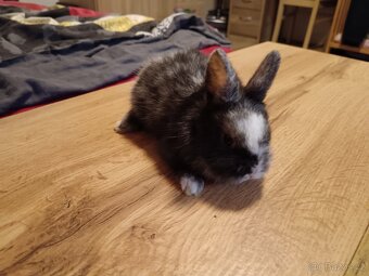 Zakrslý králík králíček - 7