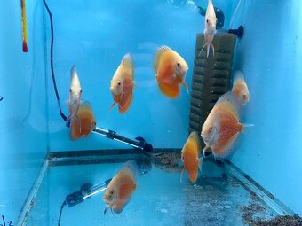 Terčovci - discusy RED VALENTINE - 7