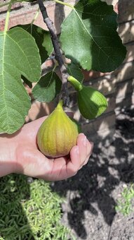 Mrazuvzdorné Fíkovníky - 7