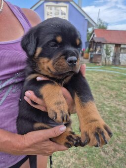 Šteniatka Rottweilera,Rotvajler s PP na predaj 🐾 - 7
