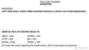 Qh valach po AP Royal Bar - 7