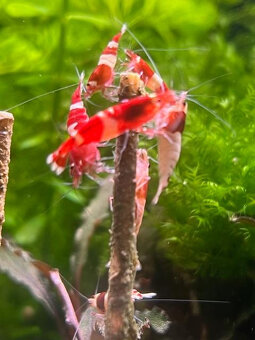 Caridiny Cantonensis-sp Taiwan RED Barevně atraktivní - 7
