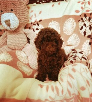 Pudl pudel pudlik toy - 7