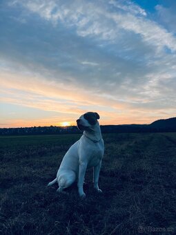 American bully XL krytí - 7