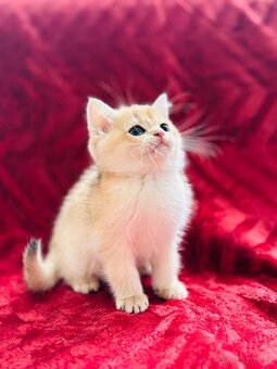 Luxusní zlata britská činčila koťata s PP pro chov - 7