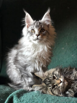 Mainská mývalí sPP - 7