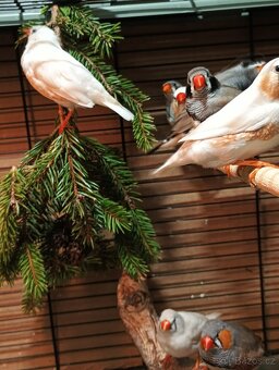 Zebřička pestrá letošní - 7