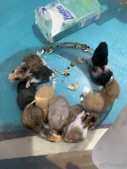 Křeček Syrský nar. 25.11.2025. Rezervace - 7