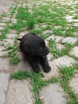 Labrador štěňata bez PP - 7