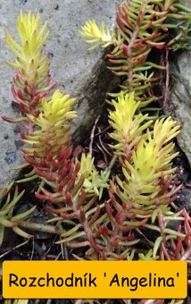 Rozchodník (Sedum) – na skalku i balkón - 7