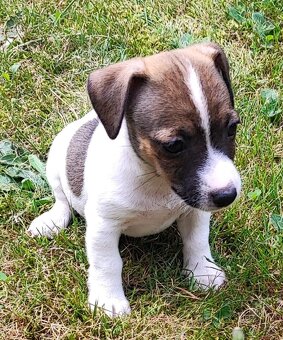 Jack Russel terier, kouzelná štěňátka - 7
