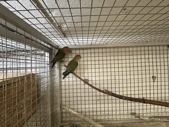 Papoušík růžohrdlý - 7