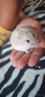 Křeček džungarský - 7