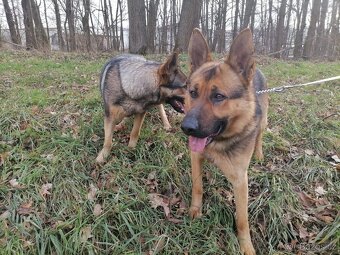 Německý ovčák štěňata - 7