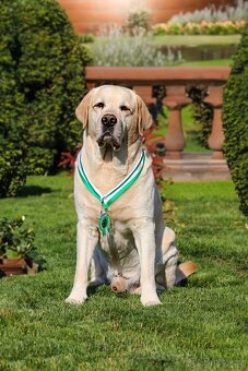 Labrador retriever s PP - Nabídka krytí - 7