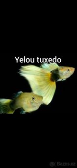 Guppy farma Senohraby - 7