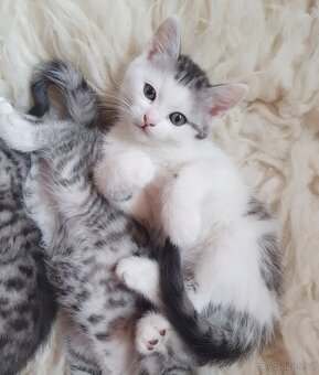 Koťátka whiskas - 7