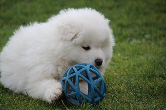 Samojed štěňátka s PP - 7