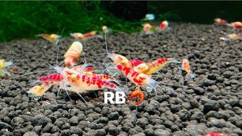 TOP PREMIUM Akva Krevetky Caridina a Neocardina - Odchovy - 7