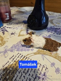 Morčata - miminka. - 7