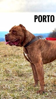 Bandog - 7