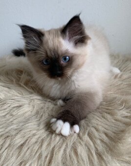 ❤️❤️Ragdoll s PP kočičky - 7