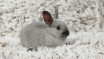 Zakrslý králík, králíček - SUZIE - 7