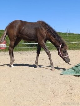 Prodám Appaloosa - 7