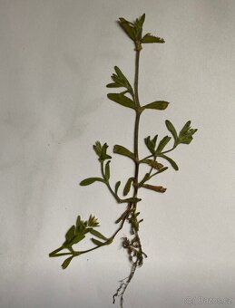 Herbář - 7