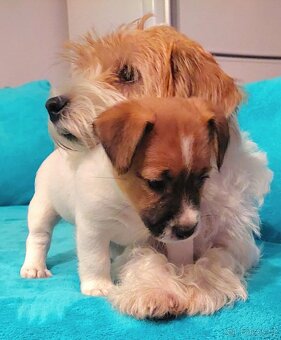 Jack Russell Terier - pejsek s pp - 7