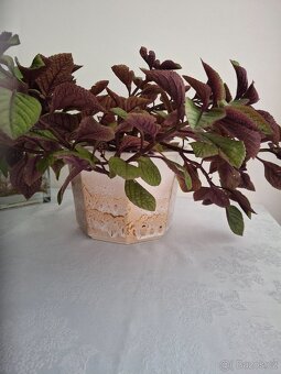 Plectranthus red + keramický obal - 7