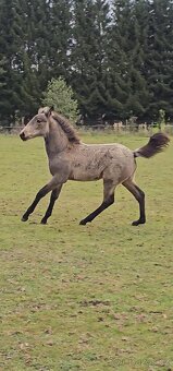 TOP klisnička PSL - 7