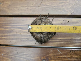 Prodam hlízy Zmijovce různé velikosti - 7