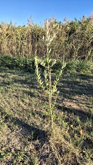 Pozemek s domkem Jižní Dalmácie - 7