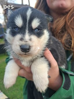 Sibiřský husky - 7