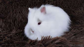 Zakrslý králíček, králík -(TEDDY)-HERBERT - 7