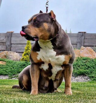 American bully XL XXL - 7