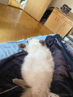 Ragdoll koťátka bez PP - 7