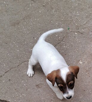 Jack Russell terier - 7