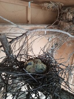 HR.DIVOKA A H.CHOCHOLATY - 7