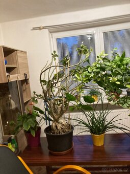 Pokojové květiny - 7