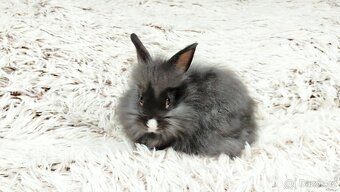 Zakrslý králík, králíček - HOLLY - 7