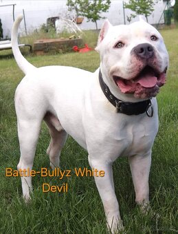 American Bully - KRYTÍ Fešák Hubert - 7