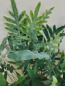 Živá rostlina Tečkovka, Phlebodium Aureum - 7