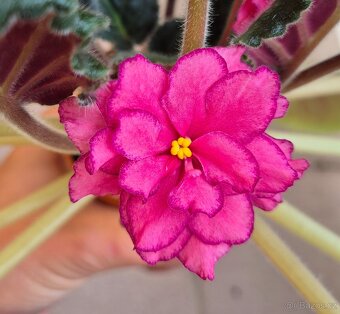 Africké fialky - Saintpaulia - 7