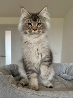 Mainská mývalí kočičky s PP - 7