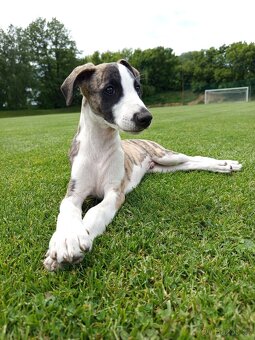 Whippet/vipet štěně s PP FCI - 7